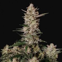 Auto Strawberry Gorilla Feminised seeds