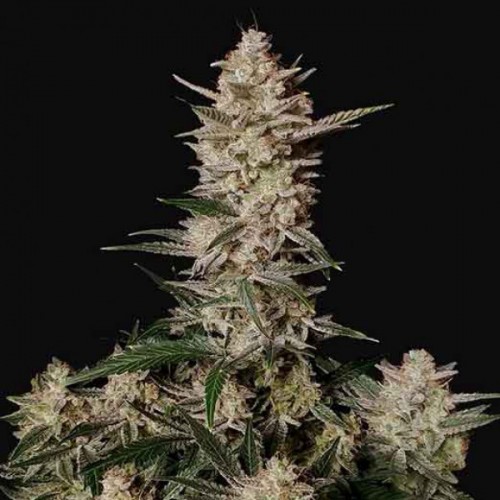 Auto Strawberry Gorilla Feminised seeds