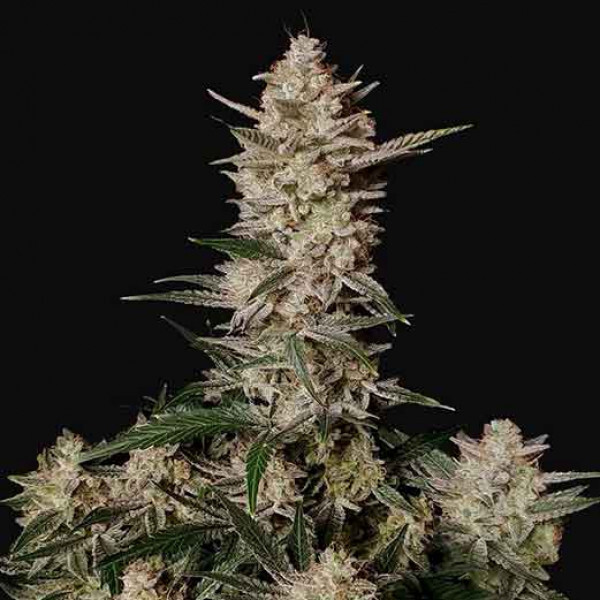 Auto Strawberry Gorilla Feminised seeds