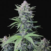 Auto Tropicana Cookies Feminised