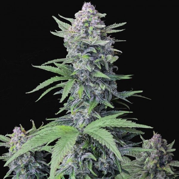 Auto Tropicana Cookies Feminised seeds