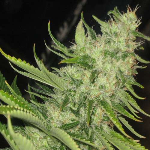 Auto Tutankhaton Feminised Silver seeds 500 pcs