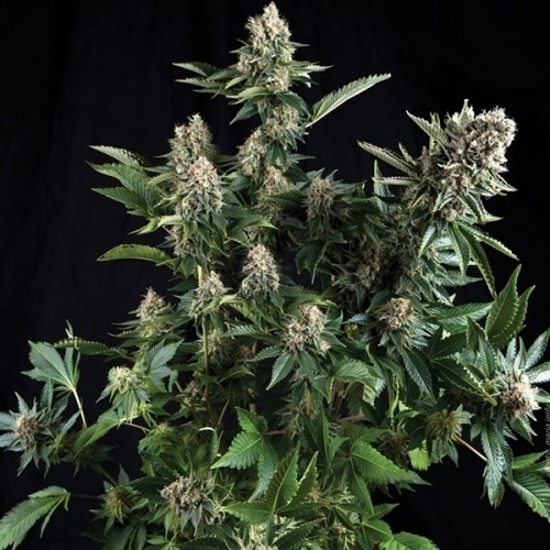 Auto White Widow Feminised Gold seeds 500 pcs