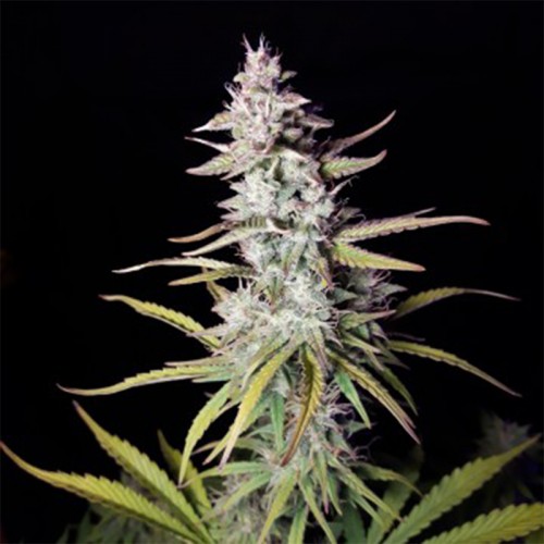 Auto Xtreme Feminised Silver seeds 500 pcs