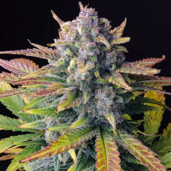 Auto Ztrawberriez Feminised seeds