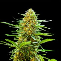 Auto Banana Monkey Feminised seeds