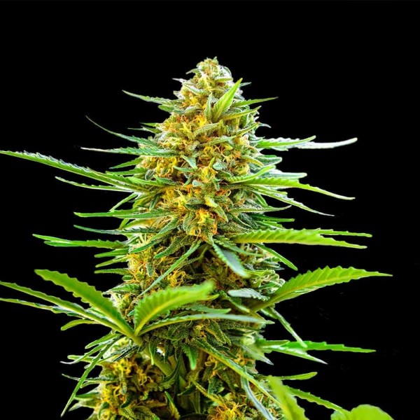 Auto Banana Monkey Feminised seeds