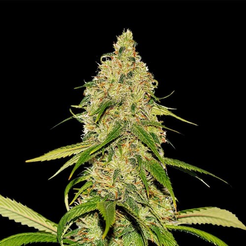 Auto CBD White Widow Feminised seeds