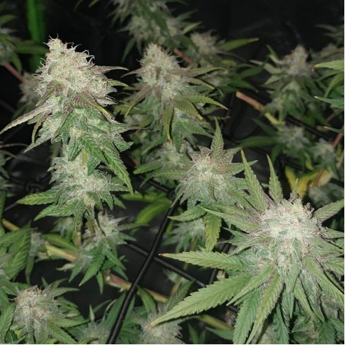 Auto Jack Hummer Feminised Silver seeds 500 pcs