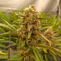 Насіння Auto Killer Kush Feminised Silver - 500 шт