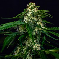 Auto Watermelon Jam Feminised seeds