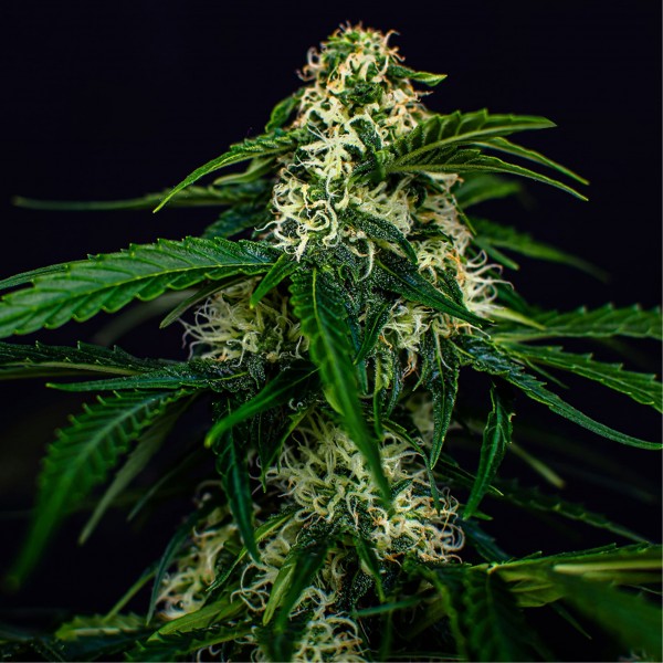 Auto Watermelon Jam Feminised seeds