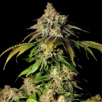 Auto Bruce Banner #5 Feminised seeds