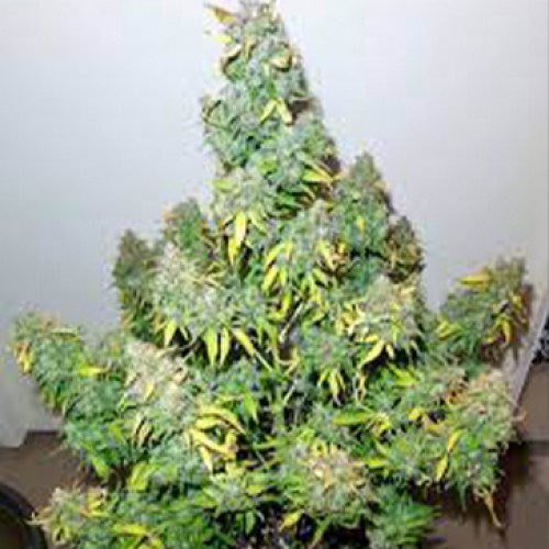 Auto Zkittlez Feminised Silver seeds