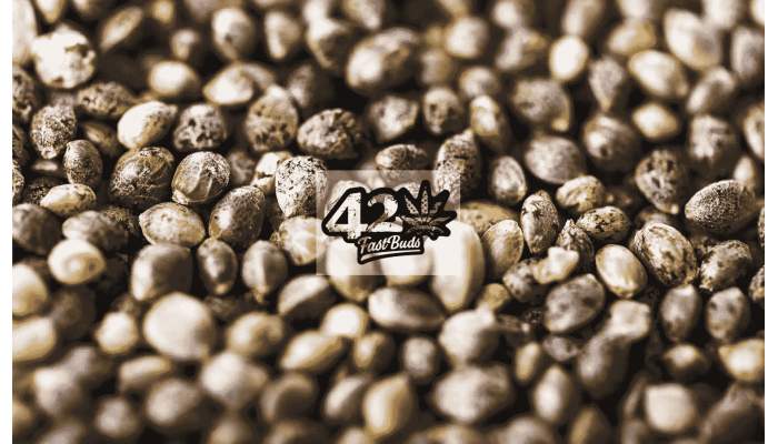 420 Fast Buds: the story of cool breeders