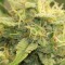Auto Banana Punch Feminized Silver