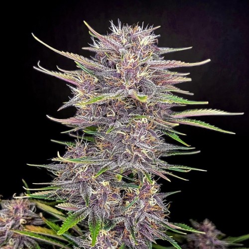 Auto Banana Punch Feminized Silver
