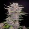 Auto Banana Punch Feminized Silver