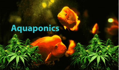 Aquaponics and cannabis cultivation: stable process and high results