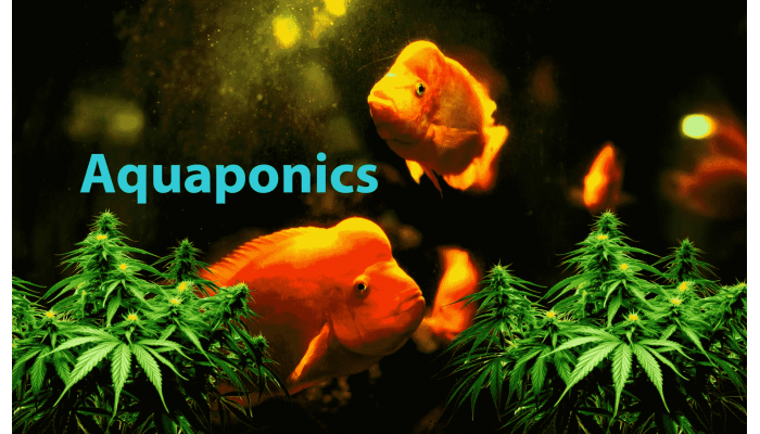 Aquaponics and cannabis cultivation: stable process and high results