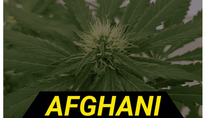 History of Genetics Afghani