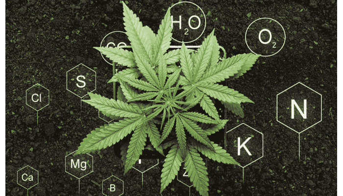 What are biostimulants