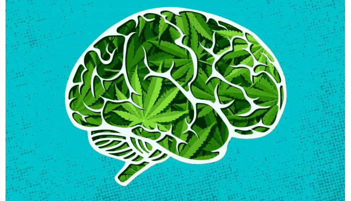 Effects of cannabis on the brain