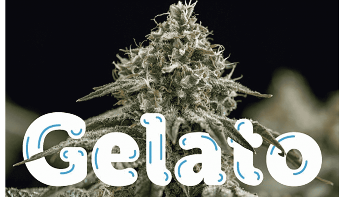 History of Gelato genetics