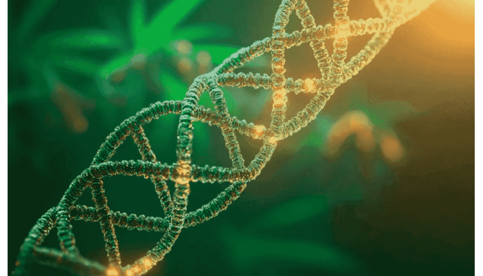 Genetic drift in cannabis: how do varieties change over time?