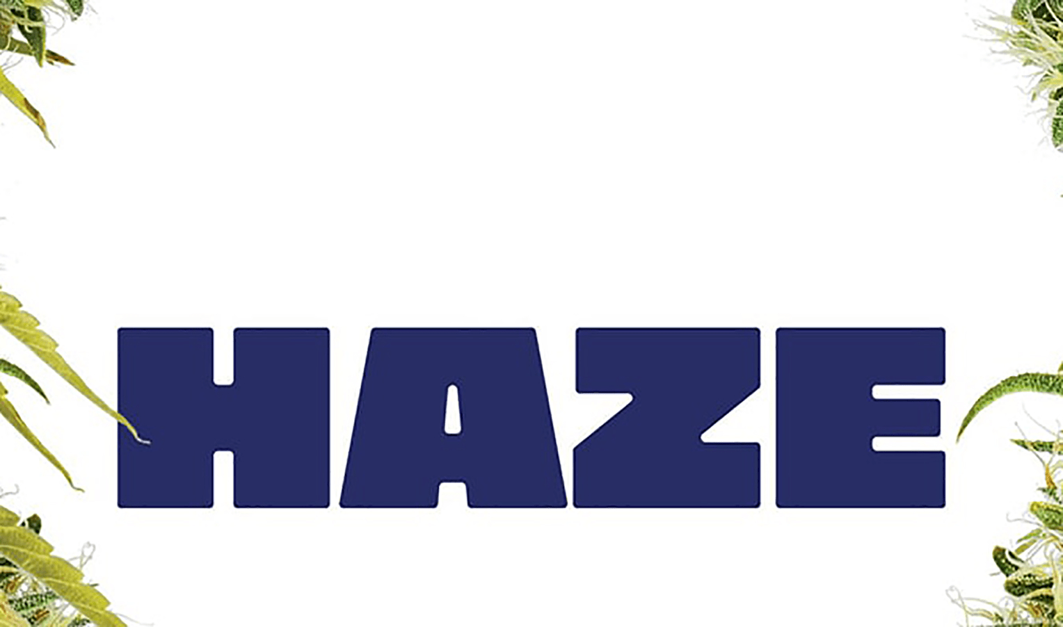 History of Haze genetics