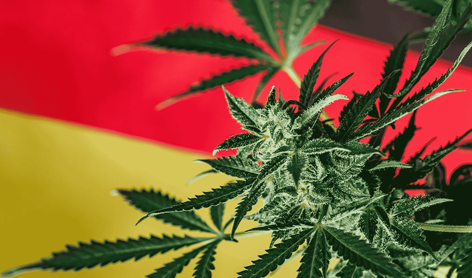 Legalization with restrictions: Cannabis in Germany
