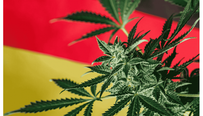 Legalization with restrictions: Cannabis in Germany