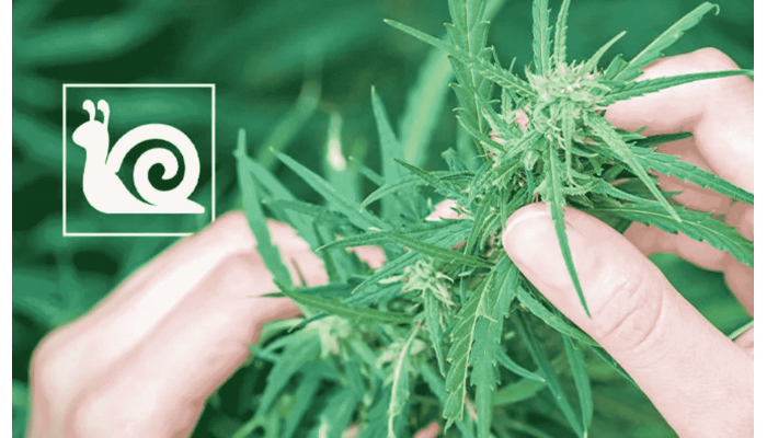 Causes of slow development of cannabis plants