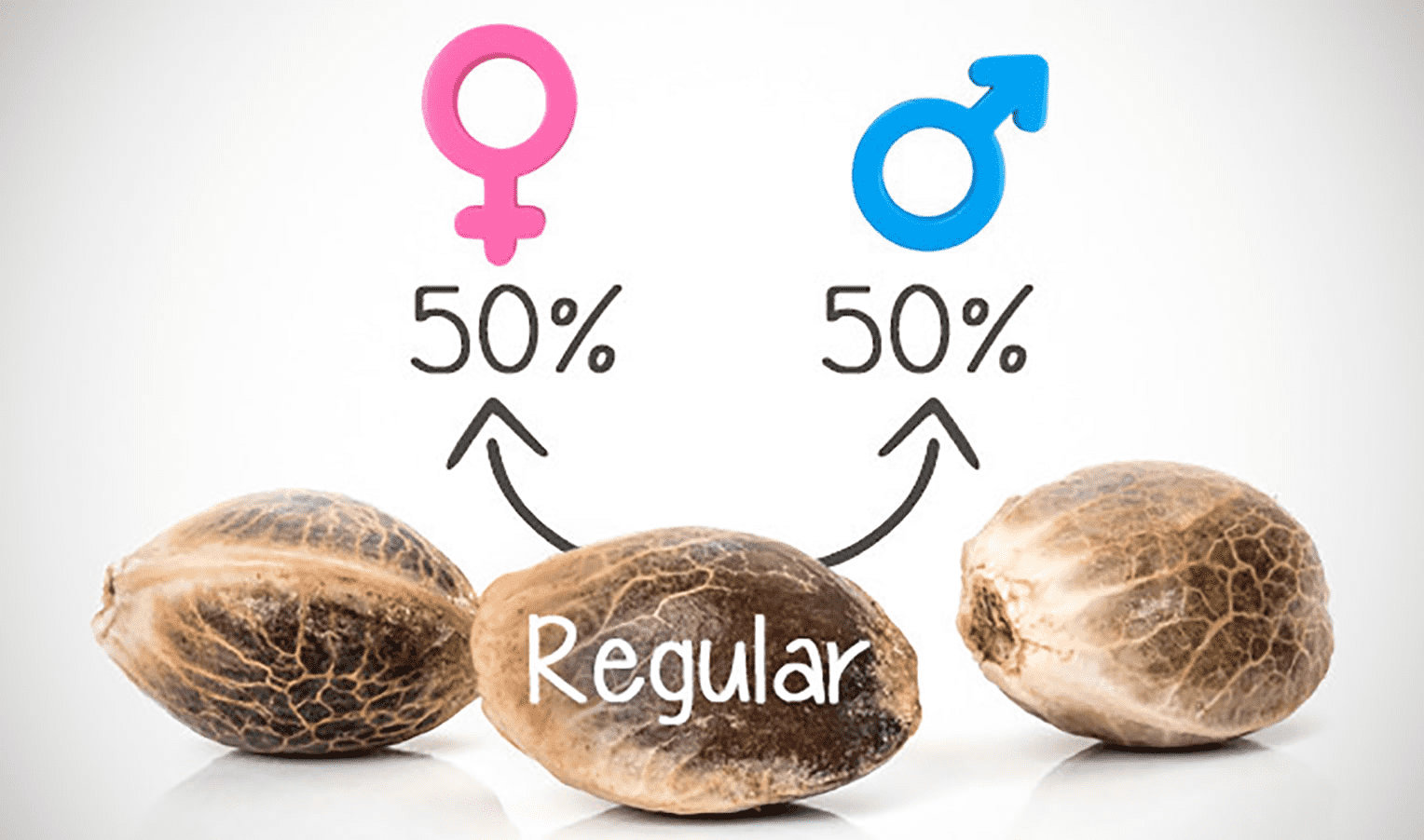 What are regular cannabis seeds?