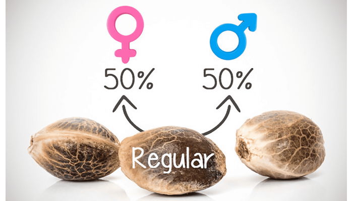 What are regular cannabis seeds?