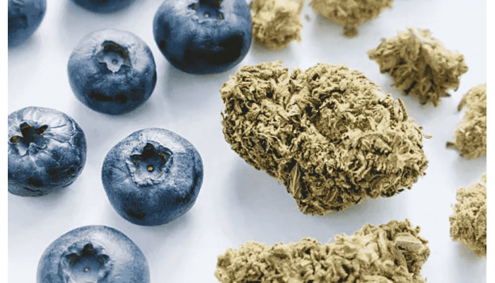Blueberry cannabis strain