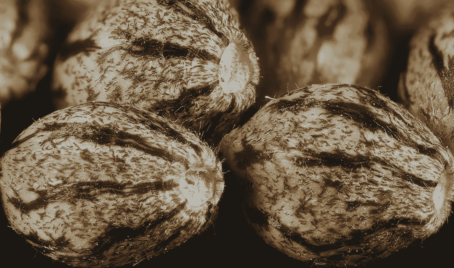 The structure of a cannabis seed