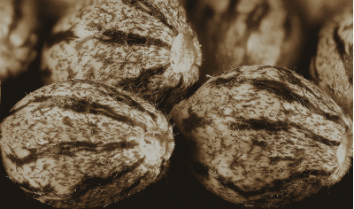 The structure of a cannabis seed