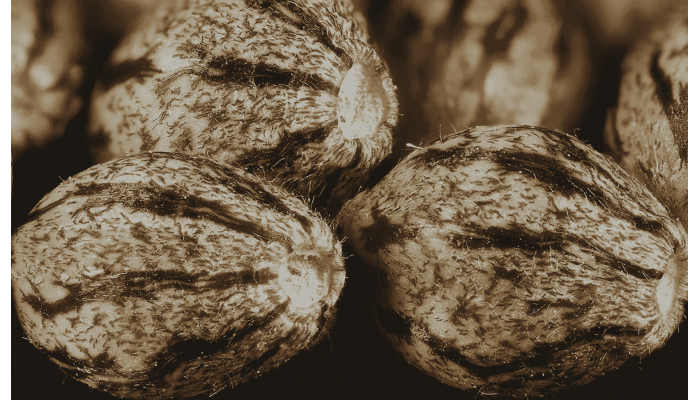 The structure of a cannabis seed