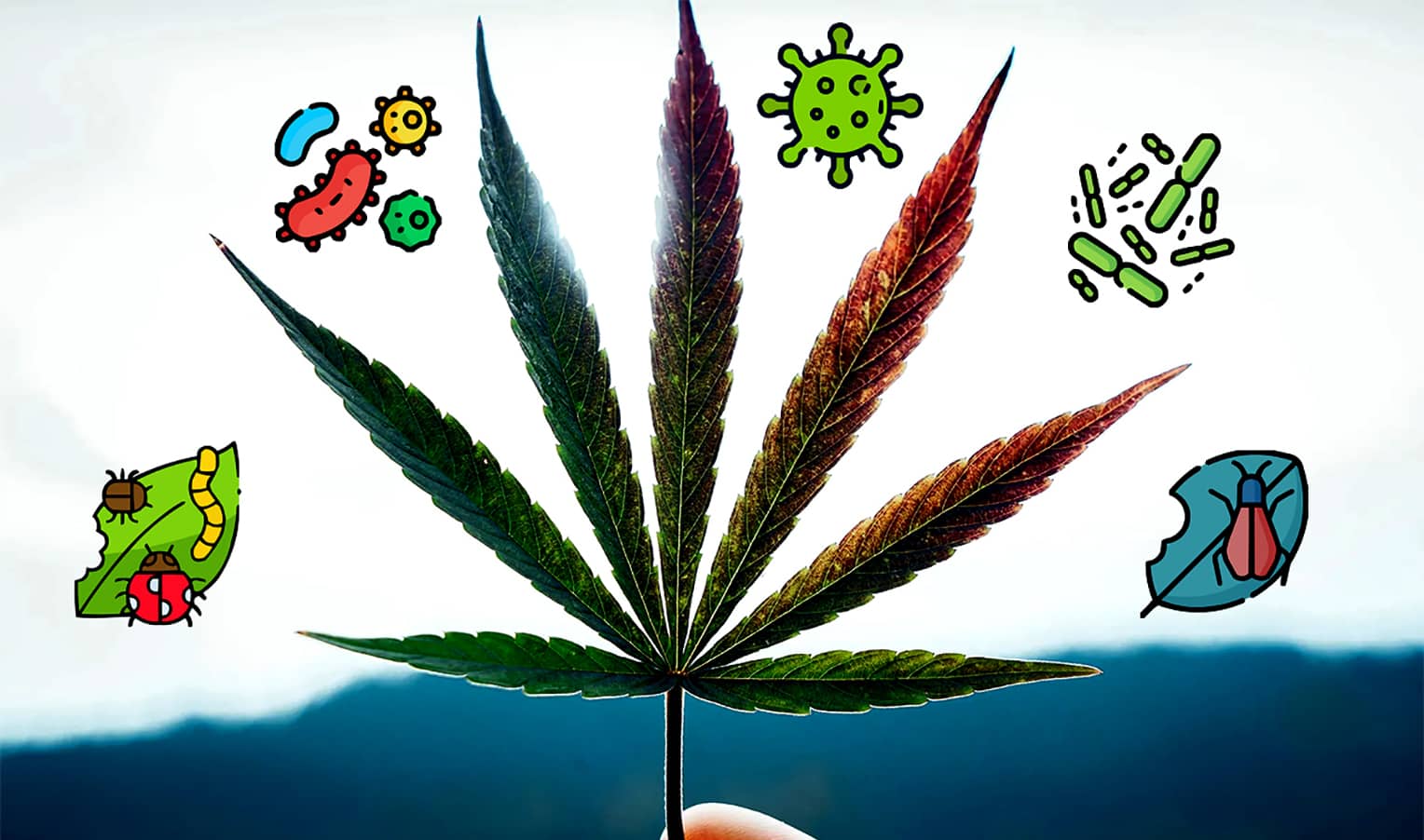 Diseases of cannabis: types of pests of the plant