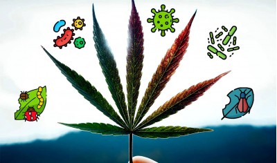 Diseases of cannabis: types of pests of the plant