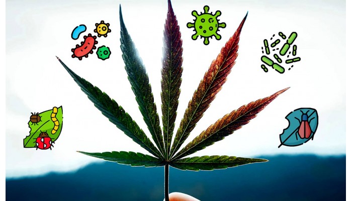 Diseases of cannabis: types of pests of the plant