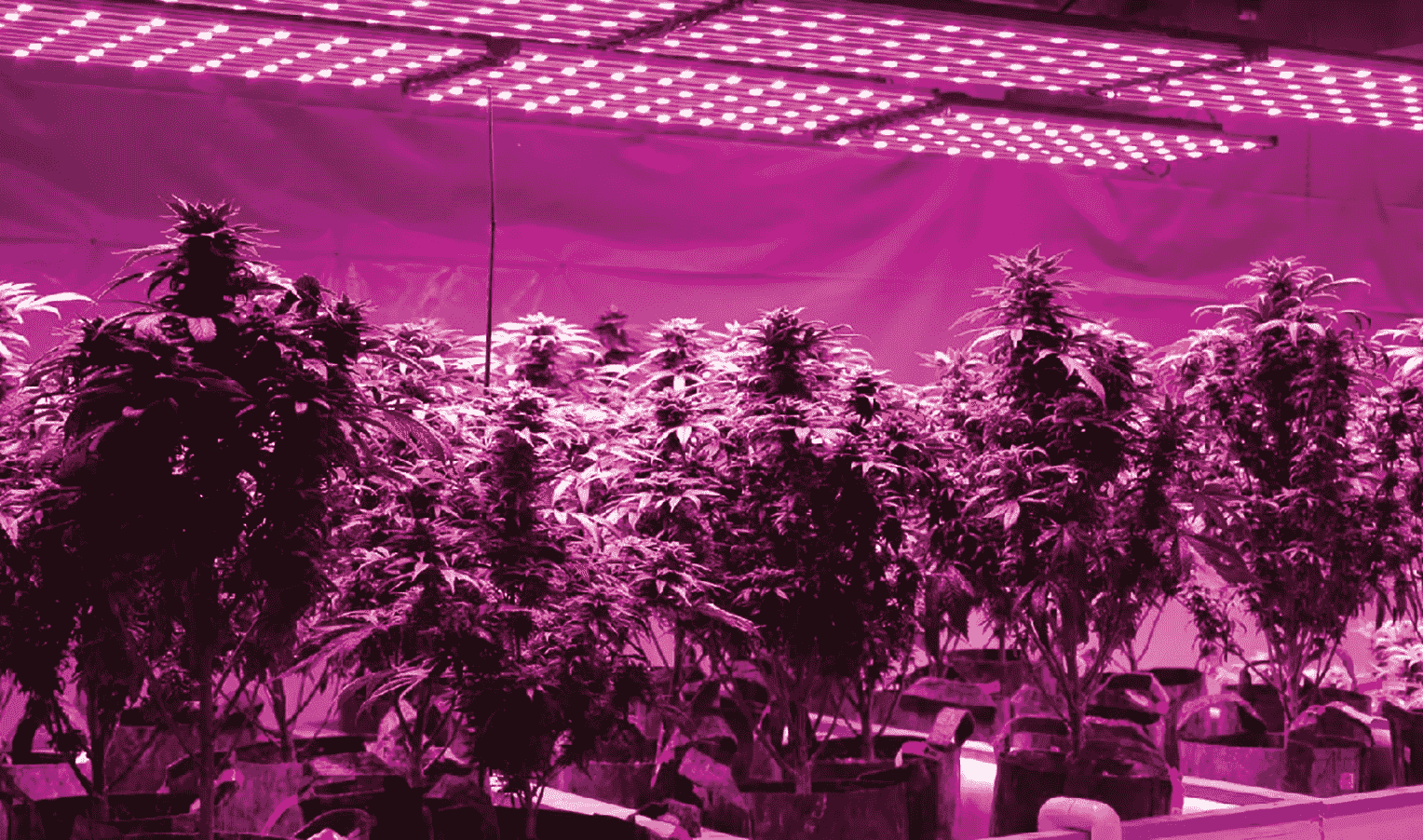 What kind of lighting is used for cannabis growing