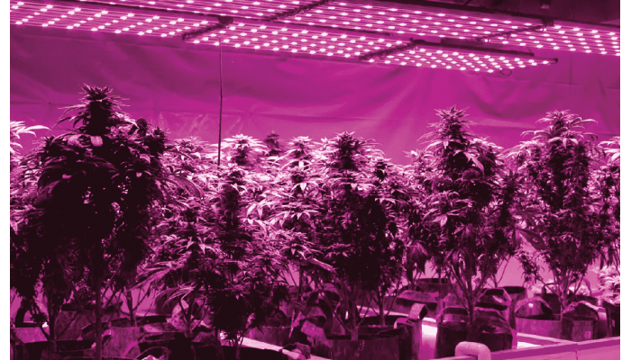 What kind of lighting is used for cannabis growing