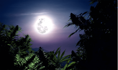 Cannabis Cultivation: Lunar Calendar 2025