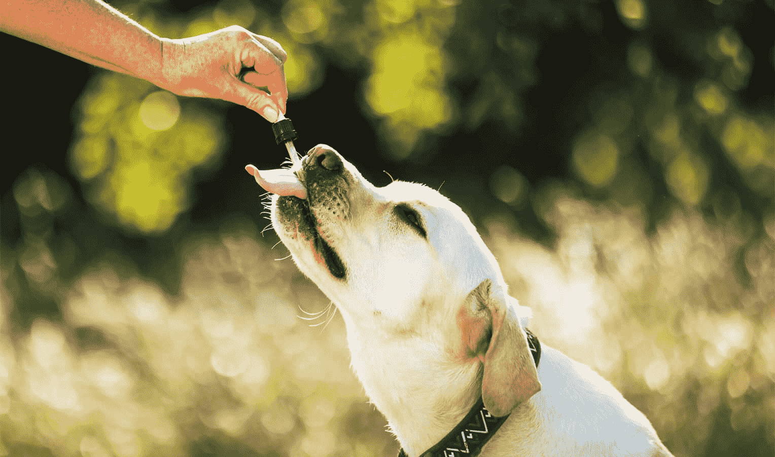 CBD oil for dogs. Therapeutic agent without side effects