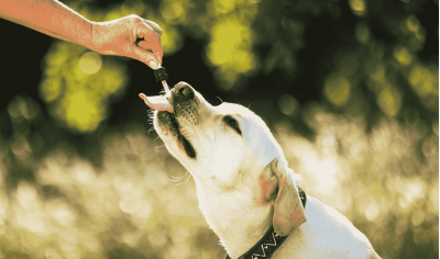 CBD oil for dogs. Therapeutic agent without side effects