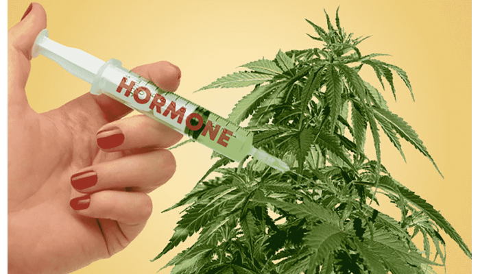 Cannabis plant hormones