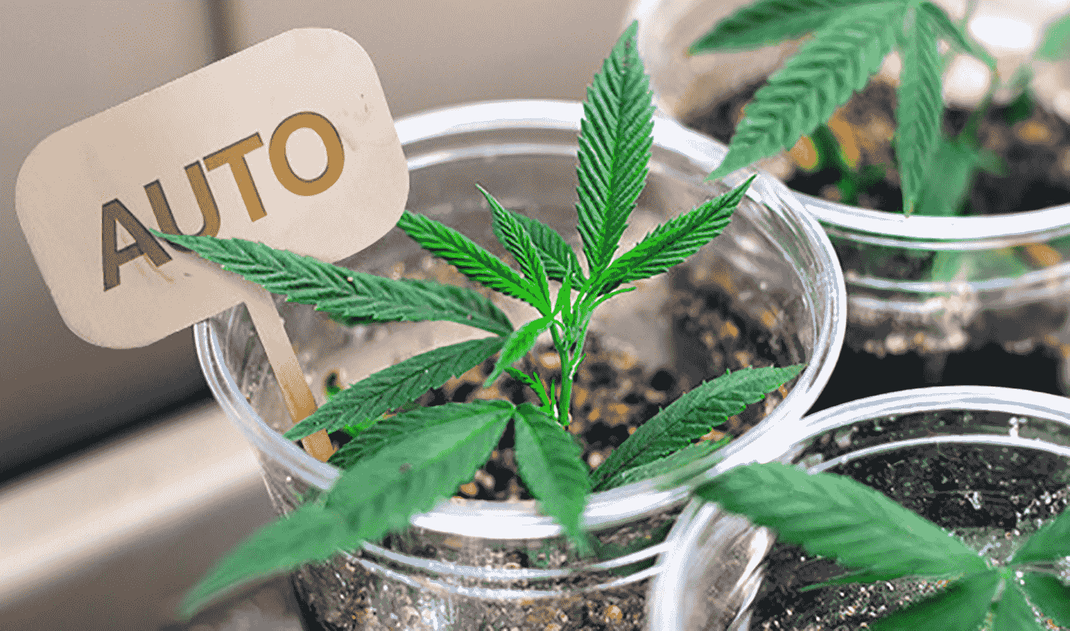 How to clone autoflowering cannabis plants