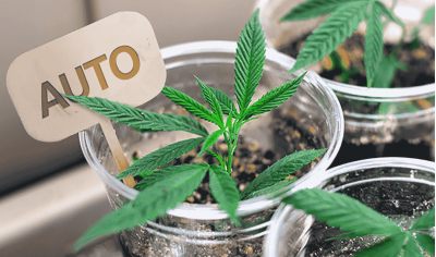 How to clone autoflowering cannabis plants
